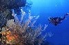 St Vincent et les Grenadines, un trésor sous marin encore préservé