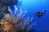 St Vincent et les Grenadines, un trésor sous marin encore préservé