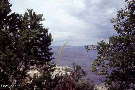 Photo - Grand Canyon du Colorado - Fleur de cactée
