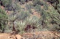 Photo - Arizona - Oak Creek Canyon - Désert et cactées