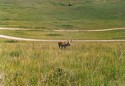 Photo - Montana - National Bison Range - Antilope d'Amérique