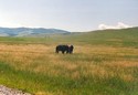 Photo - National Bison Range, bisons en liberté