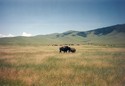 Photo - Montana - National Bison Range