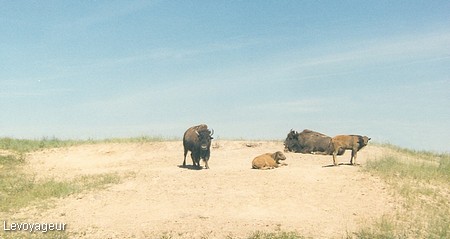 Photo - National Bison Range, le sanctuaire des bisons