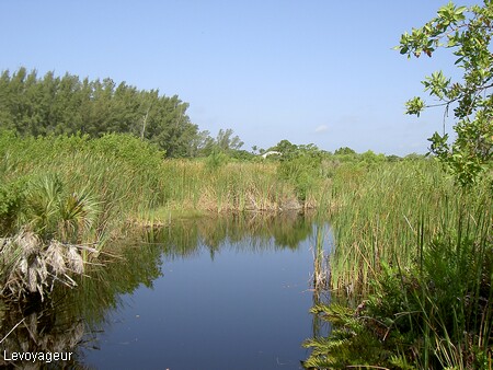 Photo - Promenade dans les Everglades à travers les roseaux