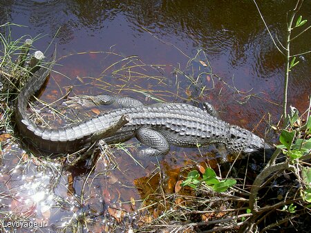 Photo - Sanibel Island - Alligator dans les Everglades
