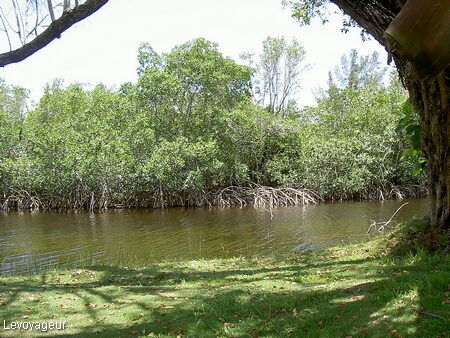 Photo - Jardin tropical Fairchild - la mangrove