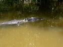 Photo - Sud de Miami - Alligator des Everglades