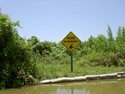 Photo - Everglades - Baignade déconseillée