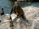 Photo - Parc de Sea World - Orlando - Pacific Point Preserve - Lion de mer