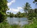 Photo - Proximité de Miami - Jardin tropical Fairchild - Flore comprenant 500 espèces de palmiers