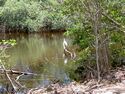 Photo - Proximité de Miami  - Jardin tropical Fairchild - La mangrove
