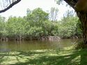 Photo - Jardin tropical Fairchild - la mangrove