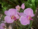 Photo - Miami - la Villa Vizcaya - Les orchidées du parc