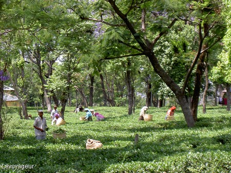 Photo - Himachal Pradesh - Vallée de Kangra - Plantations de thé