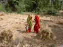 Photo - Vallée de Kangra  - Femmes Indiennes dans les champs de culture