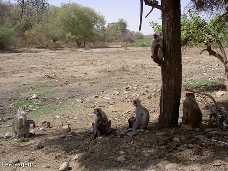 Photo - Ranakpur - Singes regroupés à l'ombre d'un arbre