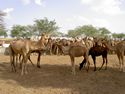 Photo - Environ de Bikaner - Ferme aux chameaux