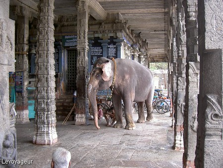 Photo - Kanchipuram - Temple de Varadaraja Swami