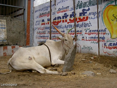 Photo - Kanchipuram - Vache sacrée