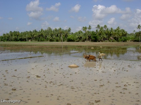 Photo - Environs de Tanjore - Les rizières situées  dans le  delta de la rivière Kaveri