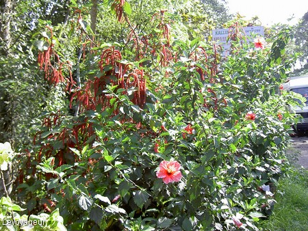 Photo - Kérala - Kottayam -  Fleurs tropicales