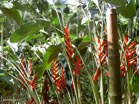 Photo - Kérala - Kottayam - Fleurs tropicales