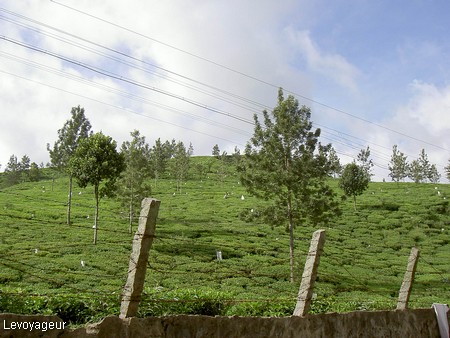 Photo - Kérala -  Periyar - plantations de thé