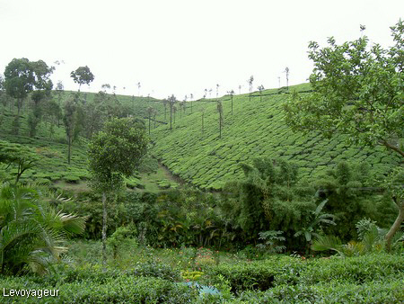 Photo - Kérala - Periyar - Plantations de thé