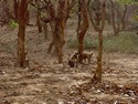Photo - Environs de Khajuraho - Sanctuaire d'animaux sauvages ( Ken Gharial )