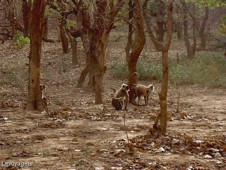 Photo - Environs de Khajuraho - Sanctuaire d'animaux sauvages ( Ken Gharial )