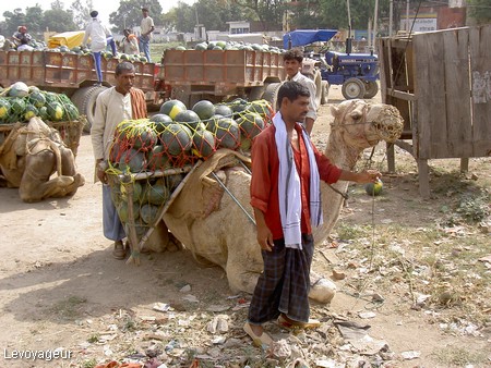 Photo - Sur la route de Varanasi - Transport  de pastèques