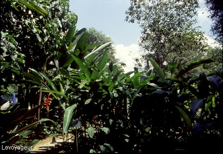 Photo - Singapour - Le jardin botanique réunissant 20000 plantes