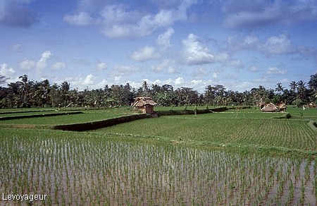 Photo - Ubud - Les rizières