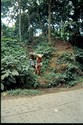 Photo - Bali- Ubud - Forêt des singes - Transport de bois de teck