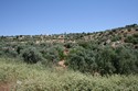 Photo - Les Jardins d'Oliviers de la vallée du Wadi Sir