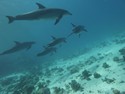 Photo - Plongée en  mer Rouge avec les  dauphins