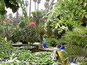 Photo - Jardin Majorelle - Jardin regroupant des spécimens de plantes des cinq continents