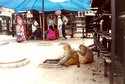 Photo - Katmandou - Stupa de Svayambhunath - Quelques singes autour du Stupa