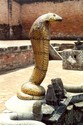 Photo - Bhaktapur - Statue de cobra