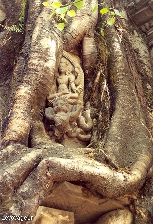 Photo - Katmandou - Chaitya brisé par un arbre Bodhi ( Arbre de l'intelligence )
