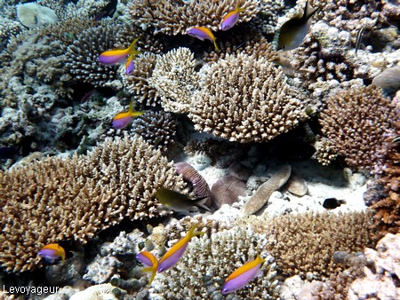 Photo - Faune marine des Maldives- Anthias bicolore à dos jaune