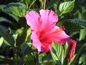 Photo - Fleur d'hibiscus