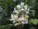 Photo - Plaine des palmistes - Orchidées sauvages