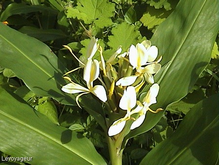 Photo - Fleur de frangipanier