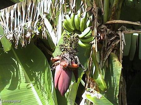 Photo - Fleur de bananier