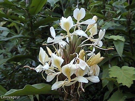 Photo - Plaine des palmistes - Orchidées sauvages