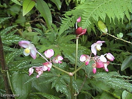Photo - Orchidées sauvages - Plaine des Palmistes