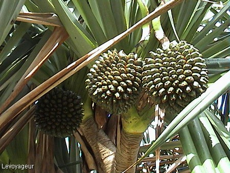 Photo - Le pandamus montanus et son fruit de pinpin