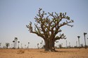 Photo - Baobab d'Afrique